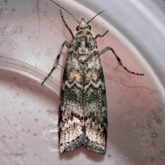 Dioryctria abietivorella 01 by CBG Photography Group, Centre for Biodiversity Genomics. Used under a CC0 license.