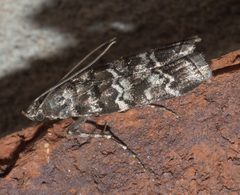 Dioryctria amatella P1120460a by 
xpda. Used under a CC BY-SA 4.0 license.