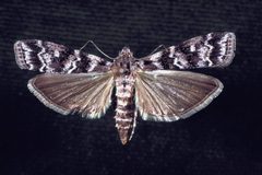 Dioryctria amatella adult by Harry O. Yates III. Used under a CC BY 3.0 us license.