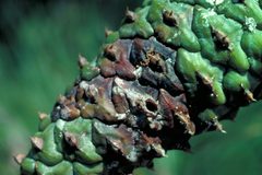 Dioryctria amatella damage by Larry R. Barber. Used under a CC BY 3.0 us license.