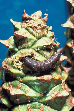 Dioryctria amatella larva by Larry R. Barber. Used under a CC BY 3.0 us license.