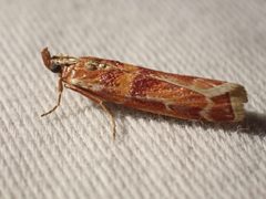 Dioryctria auranticella by Ellyne Geurts. Used under a CC0 license.