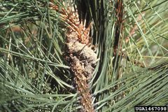 Dioryctria auranticella damage by USDA Forest Service - Ogden Archive. Used under a CC BY 3.0 us license.
