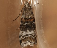 Dioryctria banksiella 03 by CBG Photography Group, Centre for Biodiversity Genomics. Used under a CC0 license.