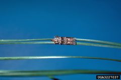 Dioryctria clarioralis adult1 by R. Scott Cameron. Used under a CC BY 3.0 license.