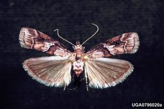 Dioryctria clarioralis adult2 by Harry O. Yates III. Used under a CC BY 3.0 license.
