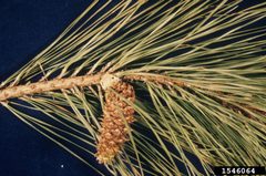 Dioryctria clarioralis damage by Harry O. Yates III. Used under a CC BY 3.0 license.