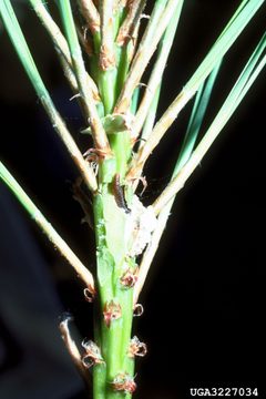 Dioryctria clarioralis larva1 by R. Scott Cameron. Used under a CC BY 3.0 license.
