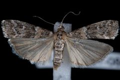 Dioryctria pseudotsugella by Jeremy deWaard, University of British Columbia. Used under a CC BY 3.0 license.