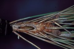 Dioryctria resinosella pupa by Steven Katovich. Used under a CC BY 3.0 us license.