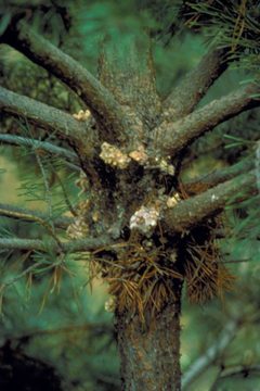 Dioryctria zimmermani damage2 by Minnesota Department of Natural Resources Archive. Used under a CC BY 3.0 license.
