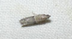 Ephestiodes gilvescentella by Forest &amp; Kim Starr. Used under a CC BY 3.0 license.