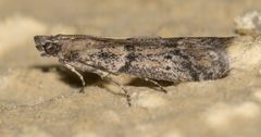 Ephestiodes gilvescentella 002 by Jesse Rorabaugh. Used under a CC0 license.