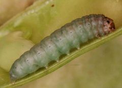 Etiella zinckenella larva by Gyorgy Csoka, Hungary Forest Research Institute, Bugwood.org. Used under a CC BY 3.0 us license.