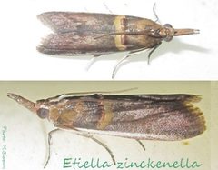 Pyralidae-Etiella zinckenella-15 by Tonton Bernardo. Used under a CC BY-SA 3.0 license.