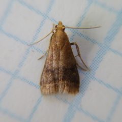 Eulogia ochrifrontella by Dendroica cerulea. Used under a CC BY 2.0 license.