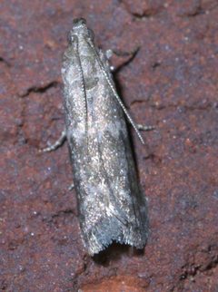 Eurythmia angulella P1330690a by 
xpda. Used under a CC BY-SA 4.0 license.