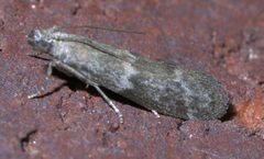 Eurythmia angulella P1330693a by 
xpda. Used under a CC BY-SA 4.0 license.