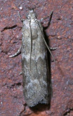 Eurythmia angulella P1330700a by 
xpda. Used under a CC BY-SA 4.0 license.