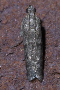 Eurythmia angulella P1440698a by 
xpda. Used under a CC BY-SA 4.0 license.