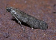Eurythmia angulella P1440699a by 
xpda. Used under a CC BY-SA 4.0 license.