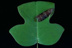 Euzophera ostricolorella by James Solomon. Used under a CC BY 3.0 us license.