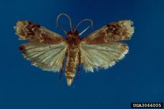 Euzophera semifuneralis1 by James Solomon. Used under a CC BY 3.0 license.