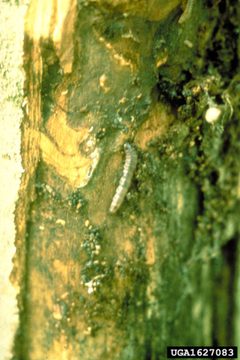 Euzophera semifuneralis2 by John A. Weidhass. Used under a CC BY 3.0 license.