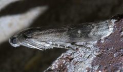 Euzophera semifuneralis P1440450a by 
xpda. Used under a CC BY-SA 4.0 license.