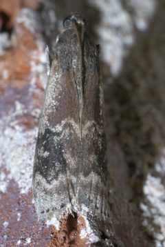 Euzophera semifuneralis P1440451a by 
xpda. Used under a CC BY-SA 4.0 license.
