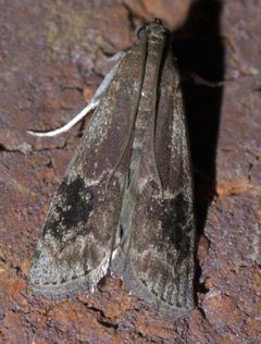 Euzophera semifuneralis P1610181a by 
xpda. Used under a CC BY-SA 4.0 license.