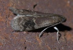Euzophera semifuneralis P1610182a by 
xpda. Used under a CC BY-SA 4.0 license.