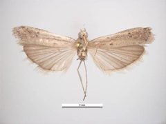 Homoeosoma electellum by Ken Walker, Museum Victoria. Used under a CC BY 3.0 au license.