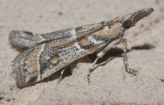 Martia arizonella P1090393a by 
xpda. Used under a CC BY-SA 4.0 license.
