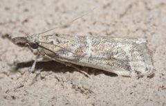 Martia arizonella P1090441a by 
xpda. Used under a CC BY-SA 4.0 license.