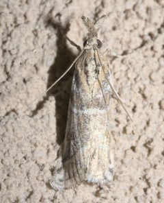 Martia arizonella P1090442a by 
xpda. Used under a CC BY-SA 4.0 license.