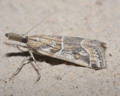 Martia arizonella P1090447a by 
xpda. Used under a CC BY-SA 4.0 license.