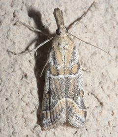 Martia arizonella P1090448b by 
xpda. Used under a CC BY-SA 4.0 license.
