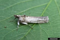Melitara dentata adult by Whitney Cranshaw. Used under a CC BY 3.0 license.