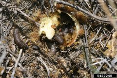 Melitara dentata larva by Whitney Cranshaw. Used under a CC BY 3.0 license.