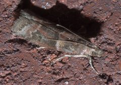 Moodna ostrinella P1190875a by 
xpda. Used under a CC BY-SA 4.0 license.