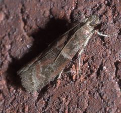 Moodna ostrinella P1190876a by 
xpda. Used under a CC BY-SA 4.0 license.