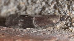 Moodna ostrinella P1220850a by 
xpda. Used under a CC BY-SA 4.0 license.