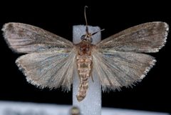 Oreana unicolorella by Jeremy deWaard, University of British Columbia. Used under a CC BY 3.0 license.