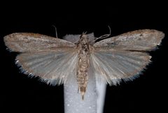 Phycitodes reliquellum by Jeremy deWaard, University of British Columbia. Used under a CC BY 3.0 license.