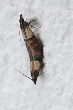 Plodia interpunctella mating by Simon A. Eugster. Used under a CC BY-SA 3.0 license.