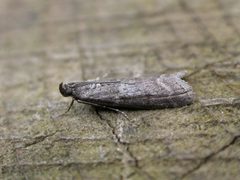 Pyla fusca by Donald Hobern. Used under a CC BY 2.0 license.
