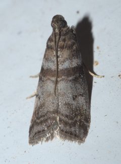 Sciota uvinella P1130162a by 
xpda. Used under a CC BY-SA 4.0 license.