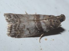 Sciota uvinella P1130163a by
xpda. Used under a CC BY-SA 4.0 license.