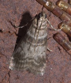 Sciota uvinella P1130406a by 
xpda. Used under a CC BY-SA 4.0 license.